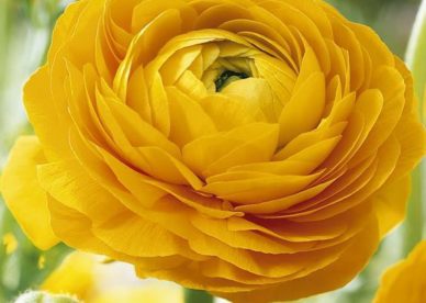 صور ورد اصفر جميل - صور ورد وزهور Rose Flower images